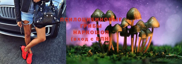 крисы Тайга